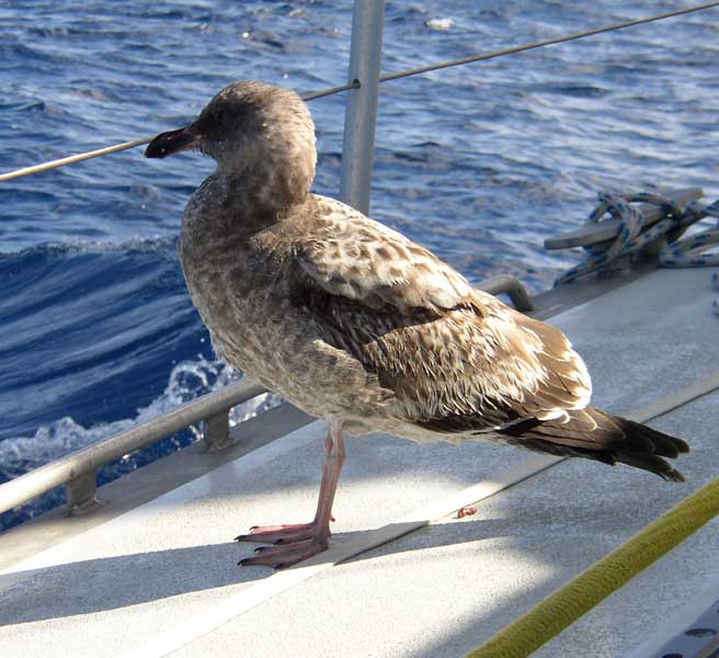 MOUETTE