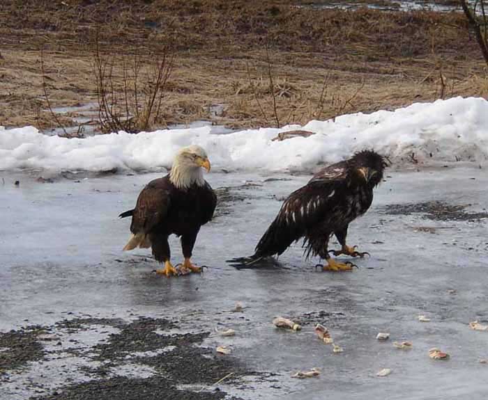 Aigles