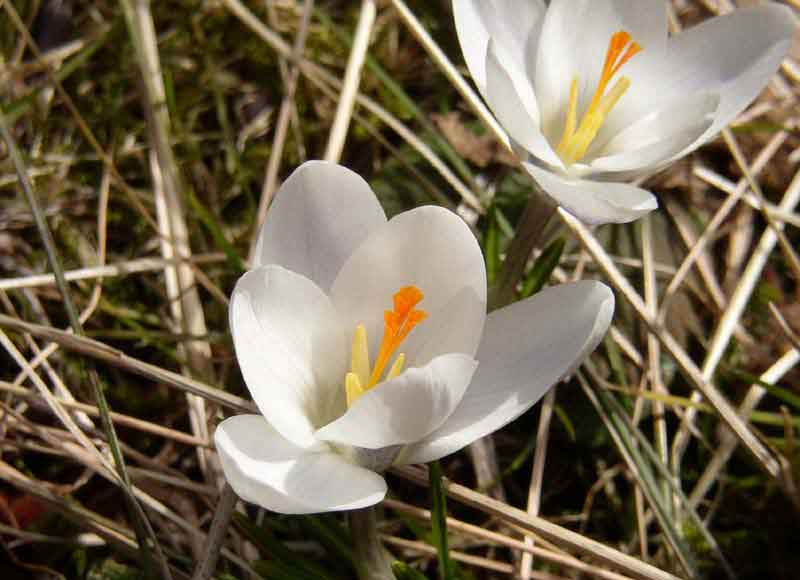 CROCUS