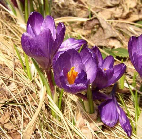 CROCUS