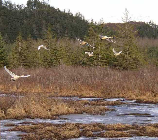 Cygnes trompette en vol