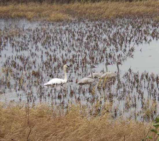 CYGNE