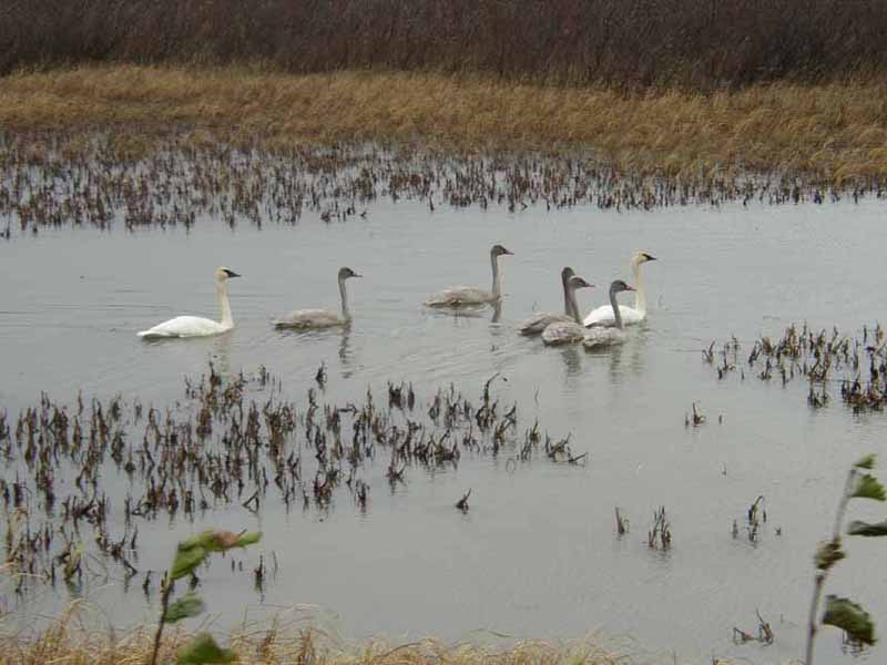 CYGNE