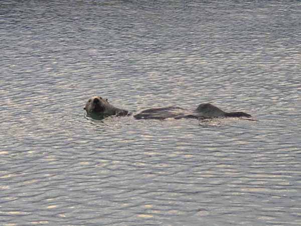 LOUTRE