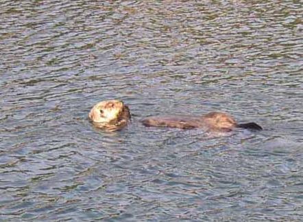 LOUTRE