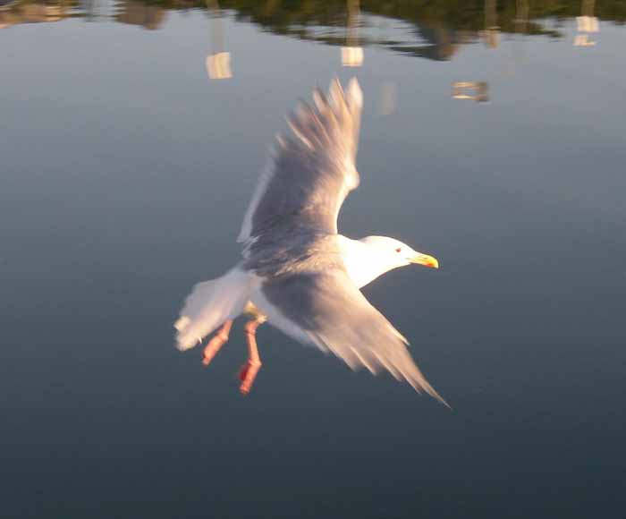 MOUETTE