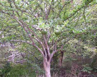 Arbre  calebasse