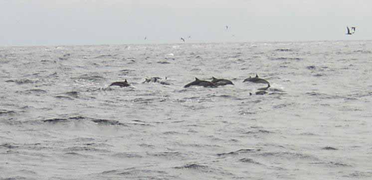 Dauphins