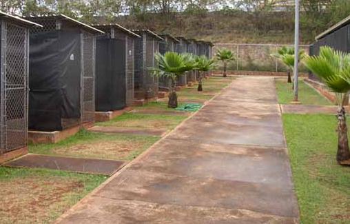 Alignement de cages au milieu des palmiers