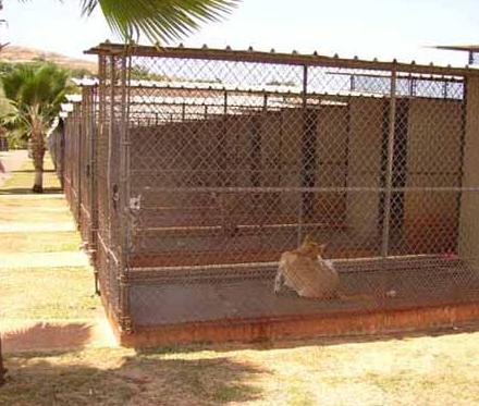 Cages pour chien