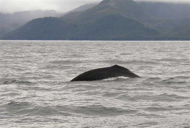 Baleine  bosse, dos