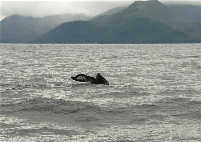 Baleine  bosse, queue