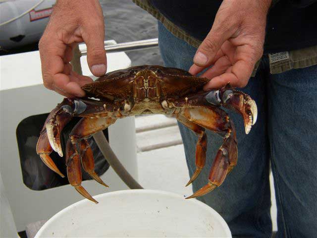 Dungeness crab