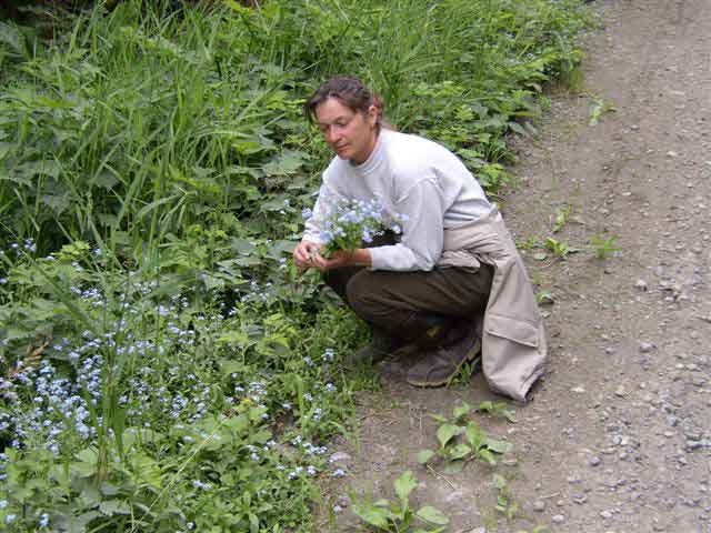 Ceuillette de forget-me-not