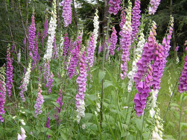 Lupins