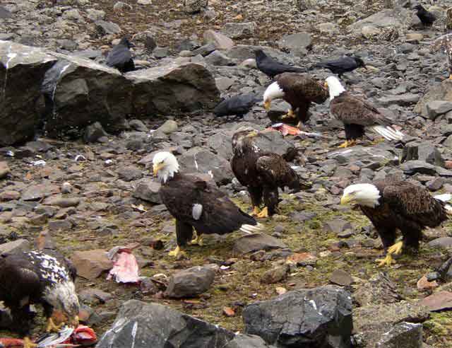 Aigles dnant