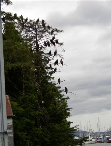 Arbre  aigles