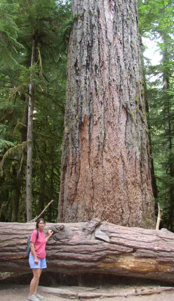 Arbre de 800 ans