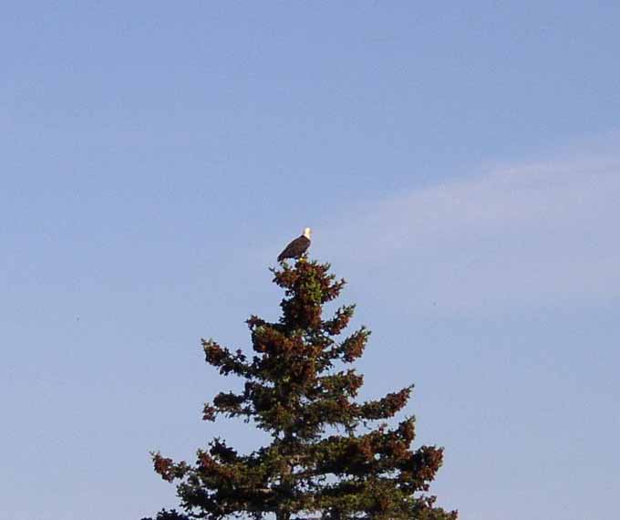 Aigle pygargue AIGLE