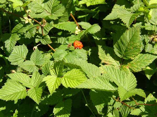 Salmon Berry SALMON BERRY