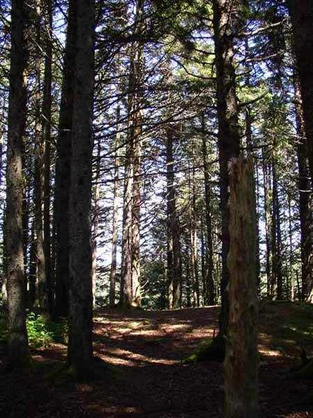 Sous-bois SOUS BOIS