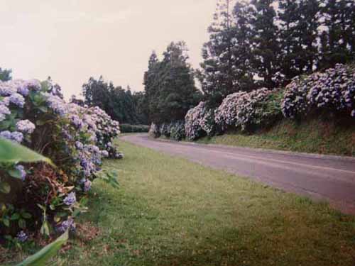 Hortensias au bord des routes