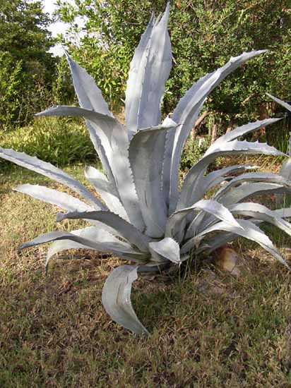 Aloes