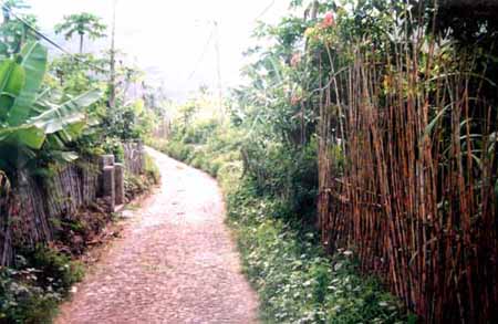 Route borde de champs et de bambous