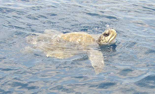 Tortue de mer