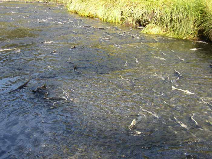 Galena Bay, les saumons remontent la rivire