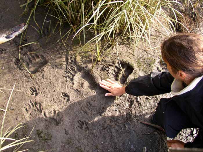 Traces de pas d'ours