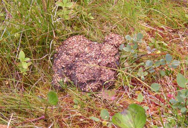 Crotte d'ours