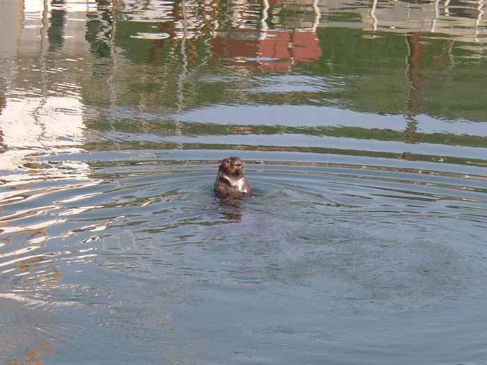 Loutre de mer dans le port