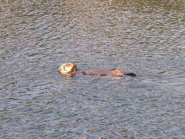 Loutre de mer