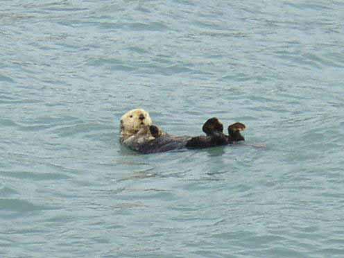 Loutre de mer