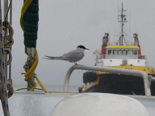 Sterne, au mouillage devant Valdez