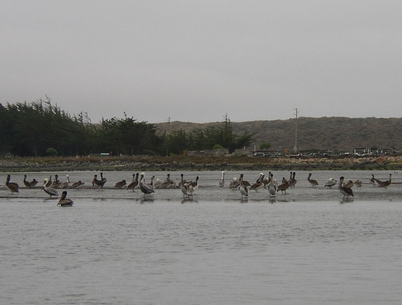 Bodega Bay plicans